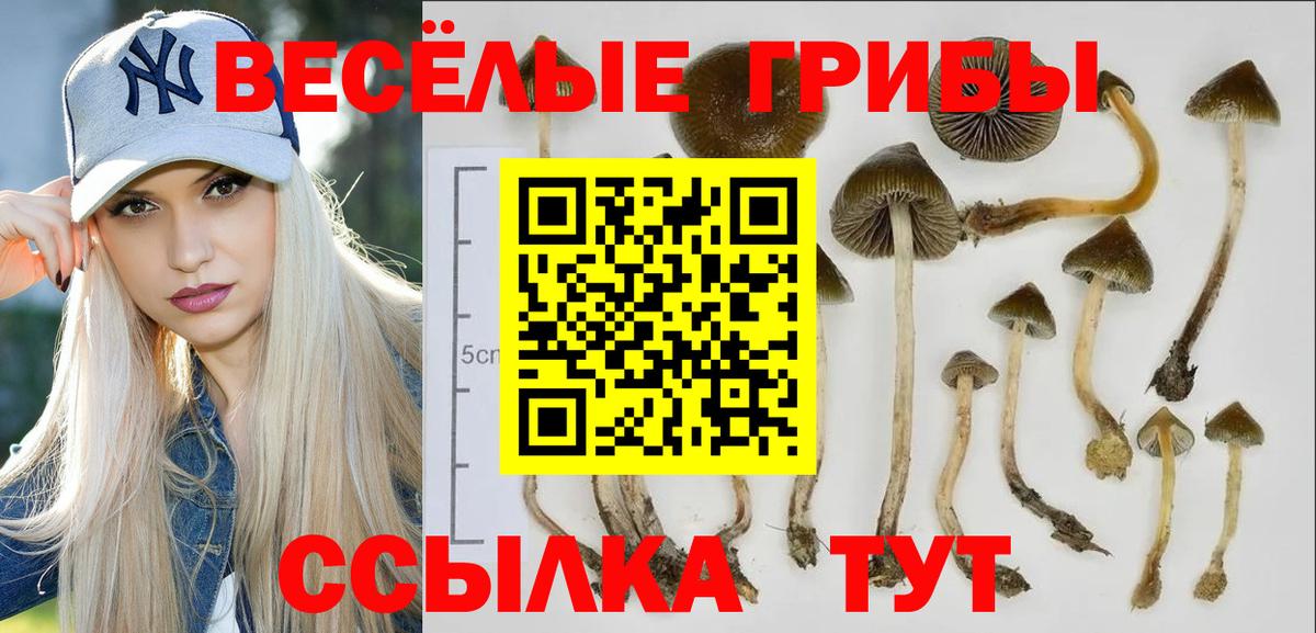 Псилоцибиновые грибы мицелий Дедовск